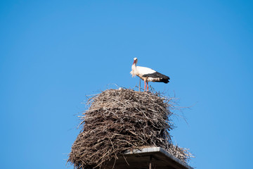 A stork stands in its nest on a chimney, in the spring , blue sky in background