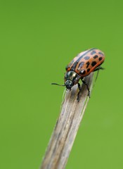Gefleckter Weidenblattkäfer