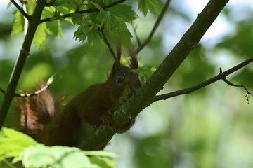 niedliches Eichhörnchen