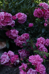 pink roses