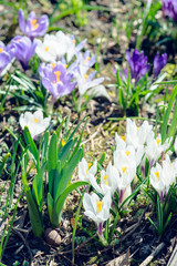 Fototapeta premium Beautiful blooming crocuses in garden. Shallow depth of field.