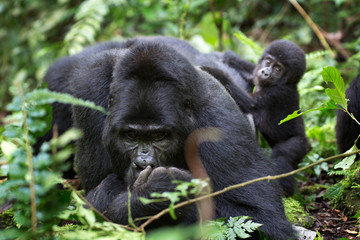 Portrait of silver back free mountain gorilla