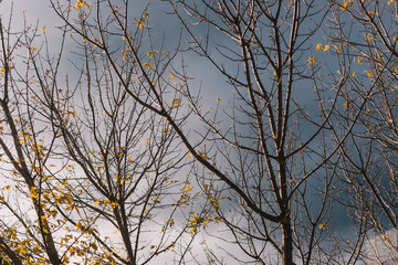 bare tree branches with only a few yellow autumn leaves left with moody stormy sky