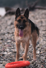 portrait of a German shepherd, a beautiful thoroughbred red and black dog