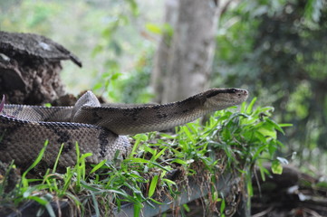 Serpent Maître de la brousse - Costa Rica