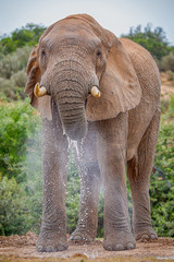 Fototapeta na wymiar Elephant Drinking