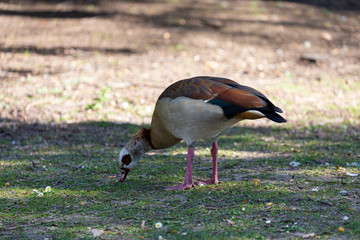 Egyptian goose in the park
