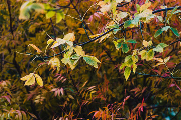 vibrant yellow and orange leaves on autumn trees