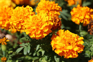 Close up of flowers of Tagetes erecta, the Mexican marigold or Aztec marigold