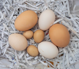 Fresh eggs on reuse shredding paper.