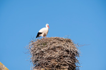 A stork stands in its nest on a chimney, in the spring , blue sky in background