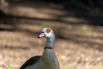Egyptian goose in the park