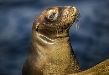 Naklejka premium Sea lion