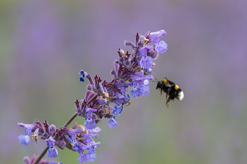Flying bumblebee, purple flower in summer time. Blurred bokeh background with copy space, place for text, to use as greeting card.
