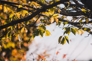 vibrant yellow and orange leaves on autumn trees
