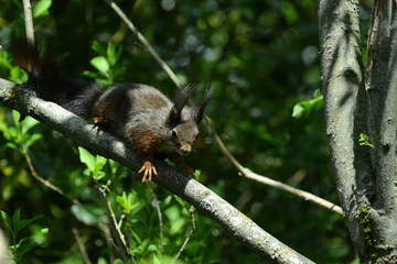 niedliches Eichhörnchen