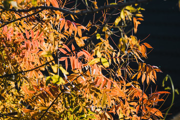 vibrant yellow and orange leaves on autumn trees