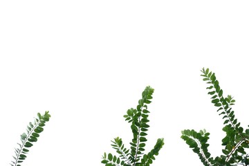 Tropical plant with leaves branches on white isolated background for green foliage backdrop and copy space 