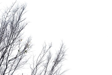 Obraz premium Blurred leafless trees with branches on white isolated background with copy space 