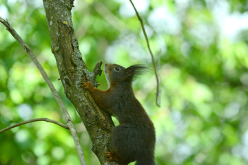 niedliches Eichhörnchen