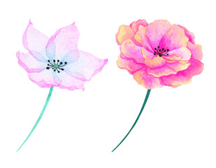 Set of watercolor pink flowers on a white background.