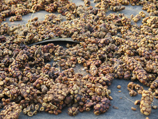 Kopi luwak or civet coffee beans on drying yard in the cage