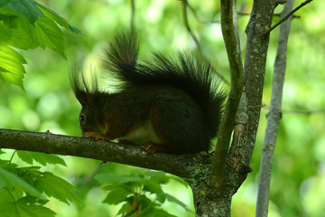 niedliches Eichhörnchen