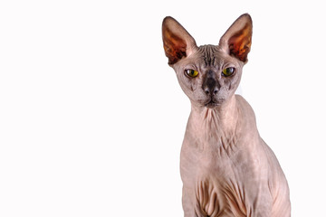 Portrait of a pretty sphinx indoors, bald cat, the cat is sitting, half body, on a white background, with space for copy, focus on eye