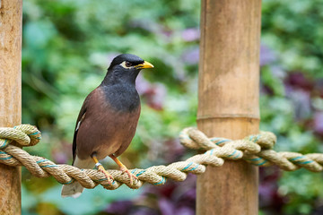 Common myna or Indian myna (Acridotheres tristis)