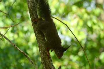niedliches Eichhörnchen