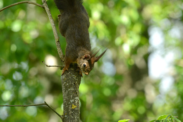 niedliches Eichhörnchen