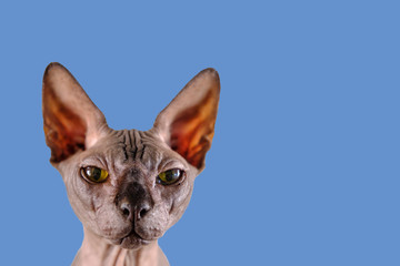 Portrait of a pretty sphinx head indoors, bald cat, on a blue background, with space for copy, focus on eye
