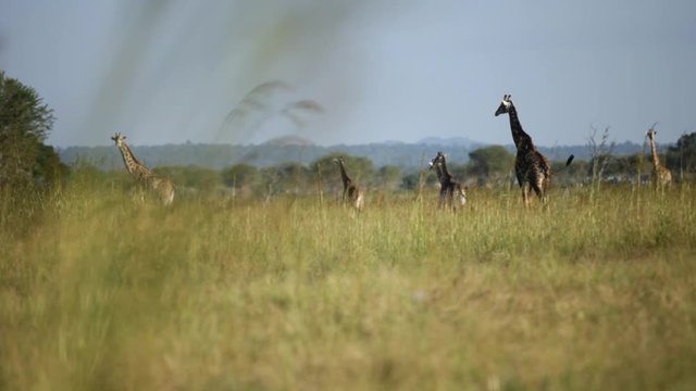 girafe affrique