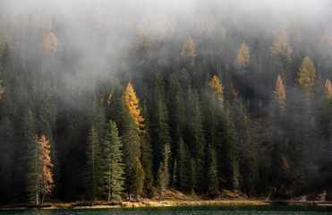 Autumn forest mountain landscape dolomiti mountains Italy