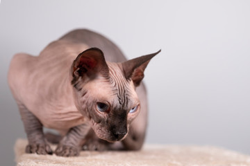 Portrait of a pretty sphinx indoors, bald cat, the cat is on a scratching post, full body, on a grey background, with space for copy, focus on eye