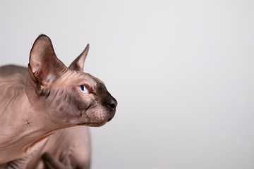 Portrait of a pretty sphinx indoors, bald cat, the cat is on a scratching post, half body, on a grey background, with space for copy, focus on eye