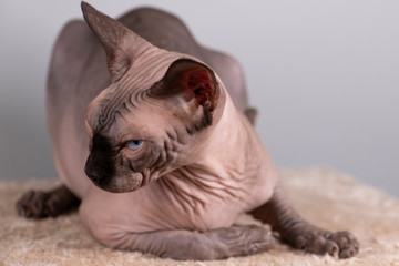 Portrait of a pretty sphinx indoors, bald cat, the cat is on a scratching post, full body, on a...