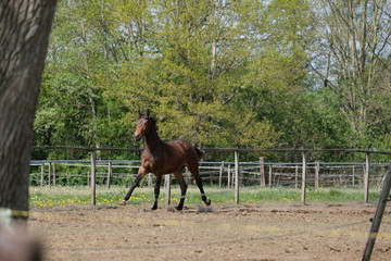 Naklejka premium One stallion horse, at a sunny day. Galloping dressage horse stallions in a meadow. Breeding horses