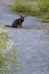 Black cat in the middle of the road