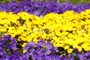 Stiefmütterchen Blumen, Blumenbeet, Deutschland, Europa