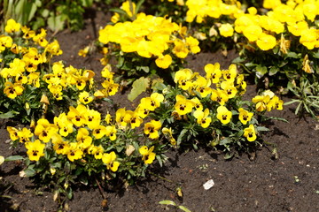 Gelbe Stiefmütterchen Blumen, Blumenbeet, Deutschland, Europa