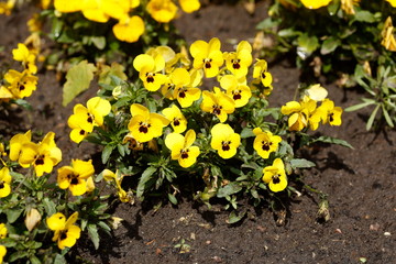 Gelbe Stiefmütterchen Blumen, Blumenbeet, Deutschland, Europa