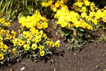Gelbe Stiefmütterchen Blumen, Blumenbeet, Deutschland, Europa