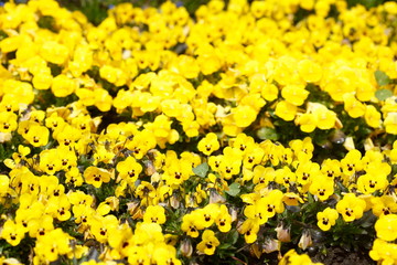 Gelbe Stiefmütterchen Blumen, Blumenbeet, Deutschland, Europa