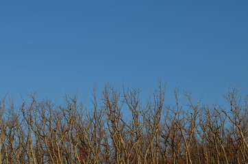 Fototapeta premium forest