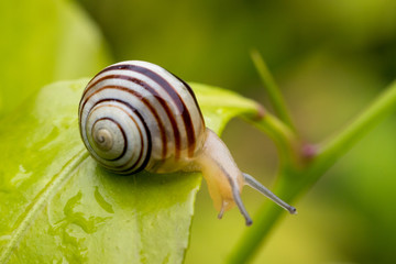 A snail moves on a lemon tree leaf