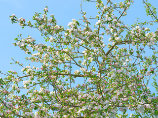 Fototapeta premium Blossom