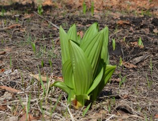 Obraz premium nature