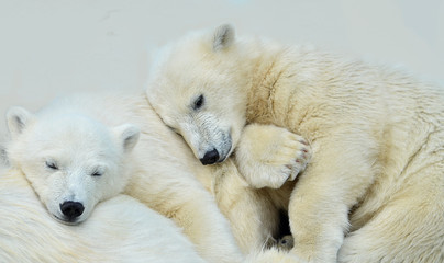 Obraz na płótnie Canvas polar bear cub ursus
