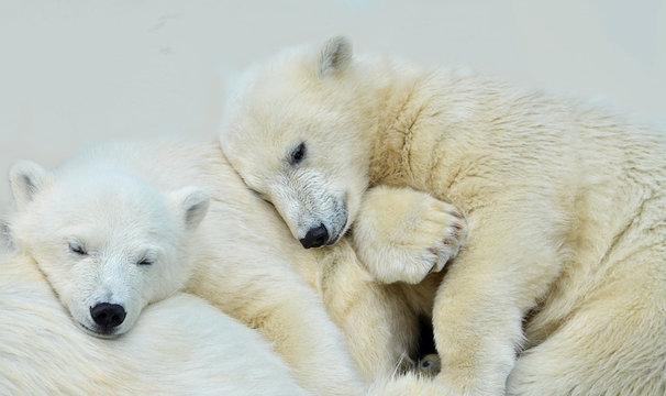 polar bear cub ursus